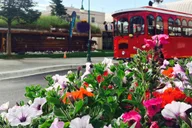 Anchorage Trolley Tour 1 hr thumbnail 6