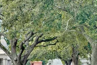 New Orleans Metairie Cemetery Tour thumbnail 3