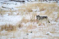 Yellowstone Wolf Watching and Wildlife Safari thumbnail 2