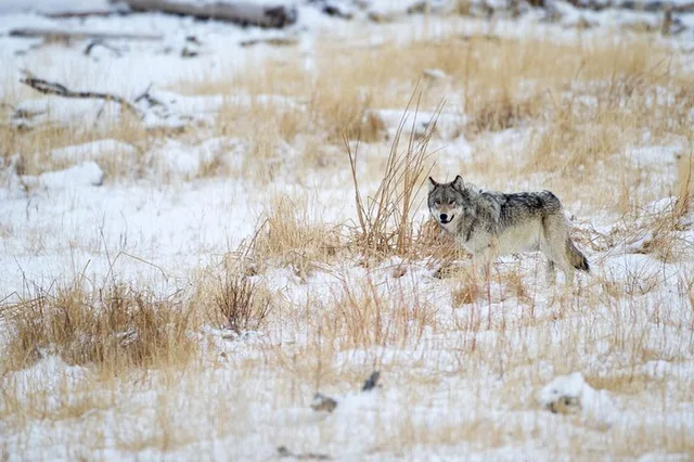 Yellowstone Wolf Watching and Wildlife Safari - Image 2