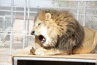 Las Vegas Lion Habitat Ranch Admission thumbnail 3