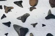 Charleston Shark-Tooth Hunt and Lighthouse Tour thumbnail 5