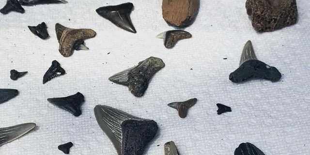 Charleston Shark-Tooth Hunt and Lighthouse Tour - Image 5