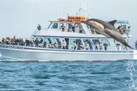 Newport Beach Whale Watching Cruise thumbnail 5