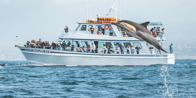 Newport Beach Whale Watching Cruise - Image 5