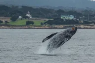Monterey Whale Watching Tour 3 hr thumbnail 4