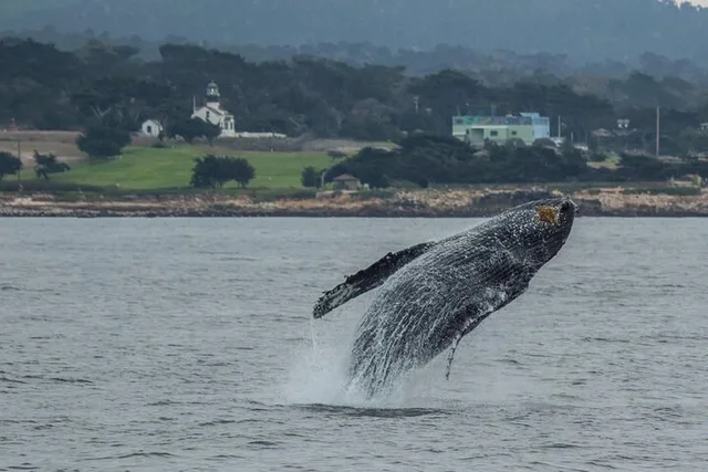 Monterey Whale Watching Tour 3 hr - Image 4