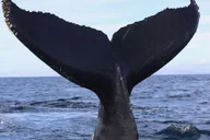 Newport Beach Whale and Dolphin Watching Tour 2 hr thumbnail 4