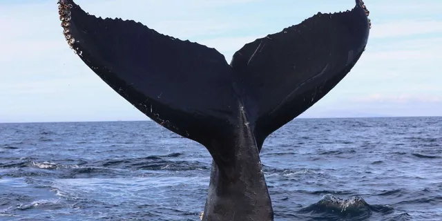 Newport Beach Whale and Dolphin Watching Tour 2 hr - Image 4