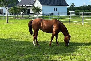 Miami Horseback Riding Countryside Tour 1 hr