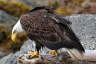 Ketchikan Historical and Cultural Tour thumbnail 3