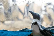 San Francisco California Academy of Sciences Entry Ticket thumbnail 3