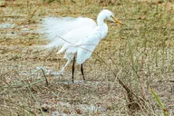 Miami Everglades Airboat Tour & Wildlife Show thumbnail 3
