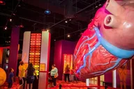 Houston Museum Pass thumbnail 5