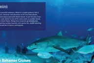 Fort Lauderdale Bimini Island Day Trip by Ferry thumbnail 5