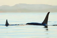 Juneau Whale Watching Tour thumbnail 5