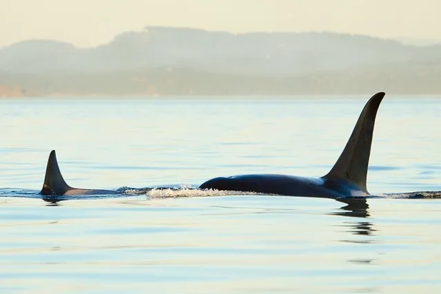 Juneau Whale Watching Tour - Image 5