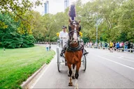 New York City Horse Carriage Ride with Christmas Lights thumbnail 6