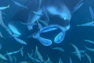 Kona Manta Ray Snorkeling Tour at Sunset thumbnail 3