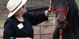 Colorado Springs Mindfulness with Rescue Mustangs