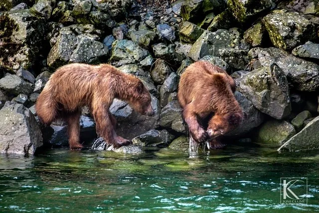 Chilkoot Lake Nature and Wildlife Viewing - Image 2