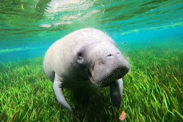 Crystal River Manatee Swim - Image 6