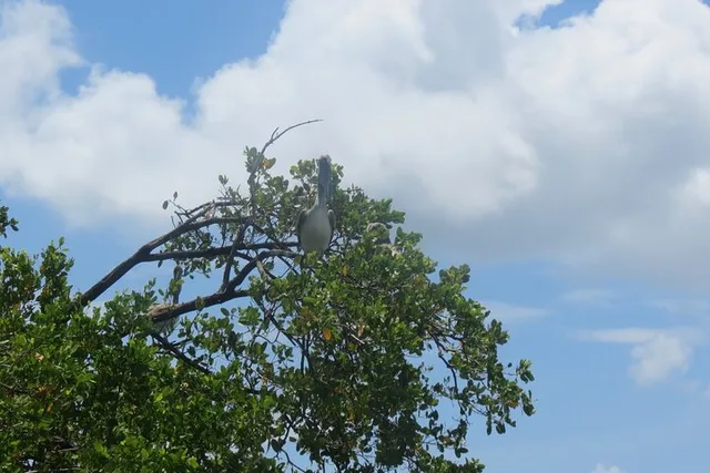 Miami Bay Kayak Eco Tour - Image 6