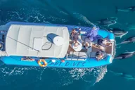 Dana Point Dolphin & Whale Watching Zodiac Adventure thumbnail 4