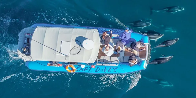 Dana Point Dolphin & Whale Watching Zodiac Adventure - Image 4