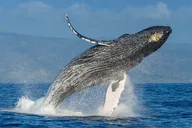 Maui Private Charter Aboard Phoenix II thumbnail 4