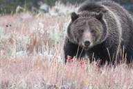 West Yellowstone Yellowstone National Park Tour thumbnail 4