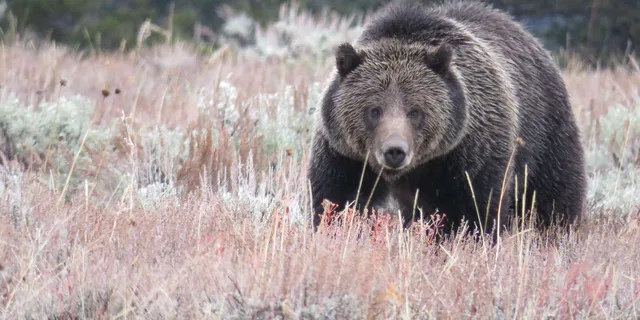 West Yellowstone Yellowstone National Park Tour - Image 4