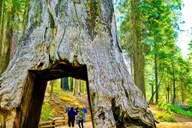 San Francisco Yosemite Giant Sequoias Day Tour thumbnail 3