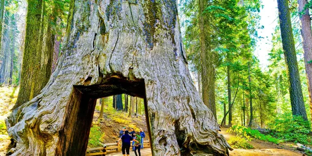 San Francisco Yosemite Giant Sequoias Day Tour - Image 3