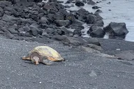 Hilo Shore Excursion: Hamakua Coast Tour thumbnail 4