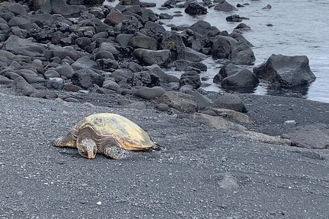 Hilo Shore Excursion: Hamakua Coast Tour - Image 4