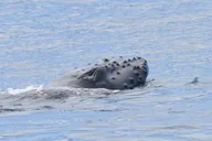 Kaua'i Whale Watch and Snorkel Tour thumbnail 6