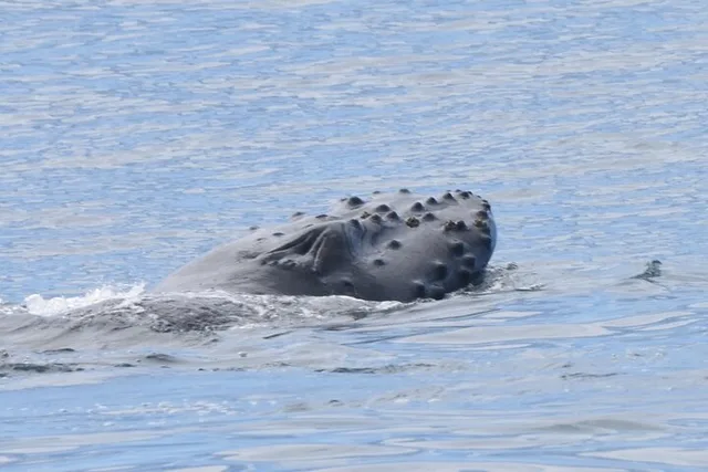 Kaua'i Whale Watch and Snorkel Tour - Image 6