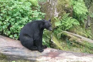 Ketchikan Bear-Viewing Air Tour thumbnail 2