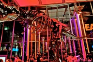 San Francisco NightLife at California Academy of Sciences thumbnail 1