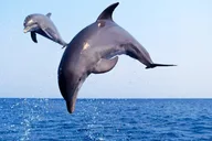 Port Aransas Dolphin Watch and Sunset Boat Tour thumbnail 1