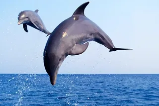 Port Aransas Dolphin Watch and Sunset Boat Tour