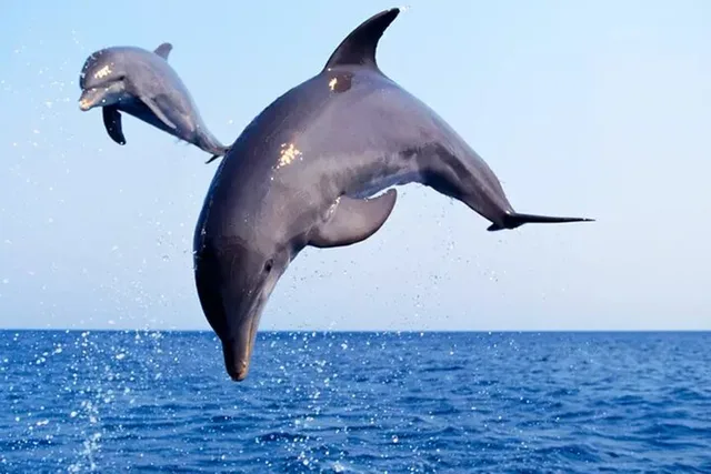 Port Aransas Dolphin Watch and Sunset Boat Tour - Image 1