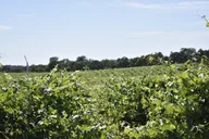 Lodi Wine Tasting Tour thumbnail 1