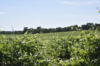 Lodi Wine Tasting Tour