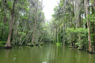 Tavares Kayak or Paddleboard Rental on Dora Canal thumbnail 2