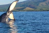 Maui Whale Watching Tour 1.5 Hours thumbnail 1