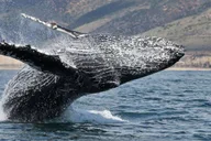 Newport Beach Whale and Dolphin Watching Tour thumbnail 2