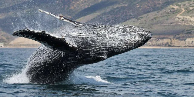 Newport Beach Whale and Dolphin Watching Tour - Image 2