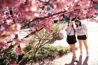 Washington DC Cherry Blossom Walking Tour thumbnail 4